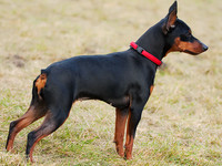 Самые популярные породы собак: карликовый пинчер