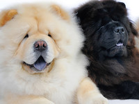 Самые популярные породы собак: чау-чау