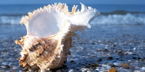 Ракушка обиды