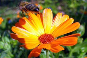 МЕТОДЫ ФИТОТЕРАПИИ СНОВА ПРЕДЛАГАТЬ ЛЮДЯМ ГОТОВА