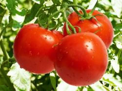 Четыре продукта для стимуляции ума