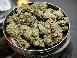 Таблетки медицинской марихуаны не избавляют от симптомов деменции