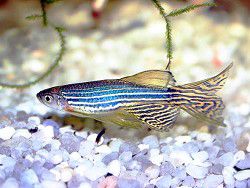 Рыбы производят солнцезащитный крем