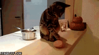 Правда ли, что коричневые яйца лучше белых?