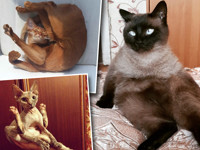 Кошачья йога: 10 лучших поз - «Домашние питомцы»