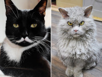 12 котов и кошек, которые покорили Интернет - «Домашние питомцы»