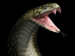 Народное средство от укуса змеи - еще один миф?