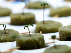 В США откроют первый марихуановый курорт