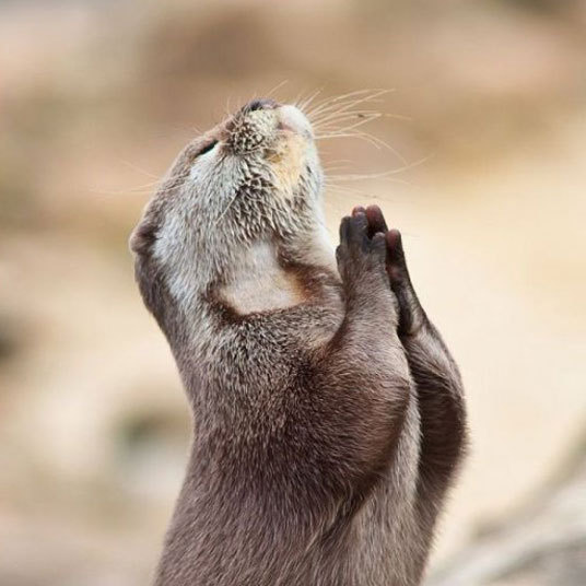 12 фотографий животных, которые веселее твоего кота!