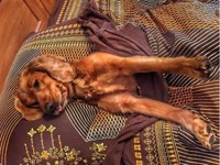 Собачья жизнь: вся правда в фотографиях - «Домашние питомцы»