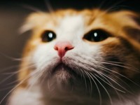 Кот в деталях: фото и факты - Леди Mail.Ru - «Домашние питомцы»