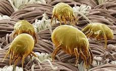 КОГДА ЗАРАЗИЛАСЬ КЛЕЩОМ ОТ СОБАК, ДОЛГО, УПОРНО БОРОЛАСЬ С НИМ ТАК