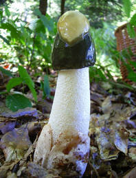 ГРИБНОМУ ЦАРСТВУ ЖИЗНЬ ПОСВЯТИЛА: У «ЖИТЕЛЕЙ» ЕГО ОГРОМНАЯ СИЛА