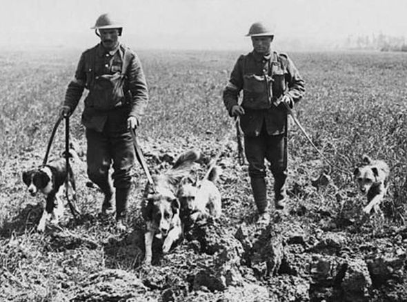 Заблудившаяся собака и еще 4 идиотские причины, из-за которых начинались войны