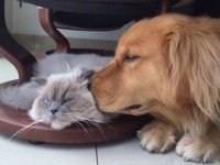 Кот и пес: лучшие фото о дружбе - Леди Mail.Ru - «Домашние питомцы»