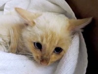 Семья спасла замерзающего котенка от гибели видео -  - «Секс 18+»