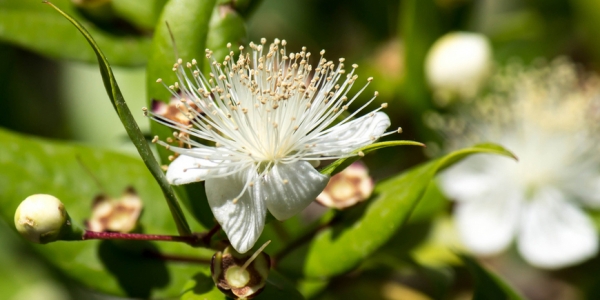 Мирт - дерево из Рая - «Дом»