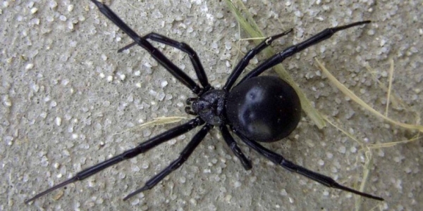Семь самых опасных пауков в мире - «Животные»