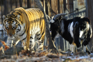 9 случаев странных сексуальных предпочтений животных