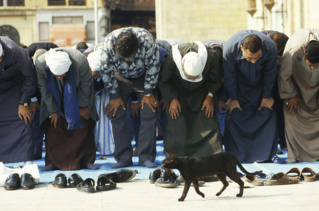 10 причин сказать арабам спасибо