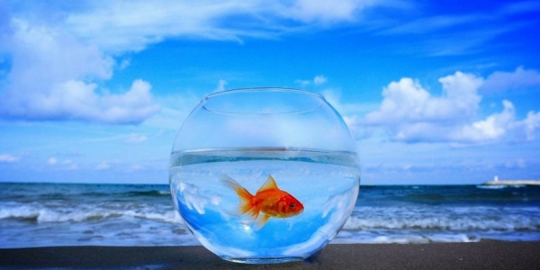 Личное дело каждого - «Женщина»