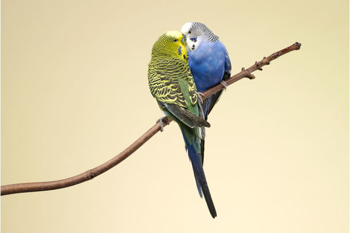 Каков шанс встретить идеального партнера? - «Отношения»