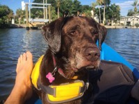 Хозяин отправился в путешествие с собакой, у которой нашли рак - Домашние питомцы ... - «Дом»