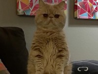 Знакомьтесь: кот, который постоянно стоит на двух лапах (фото) - Домашние питомцы ... - «Дом»