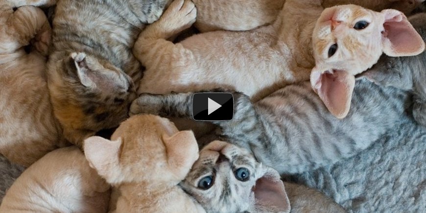 Корниш рекс: кудрявая кошка