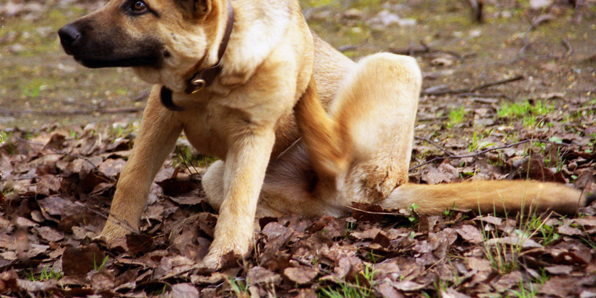 Выбираем средство от блох