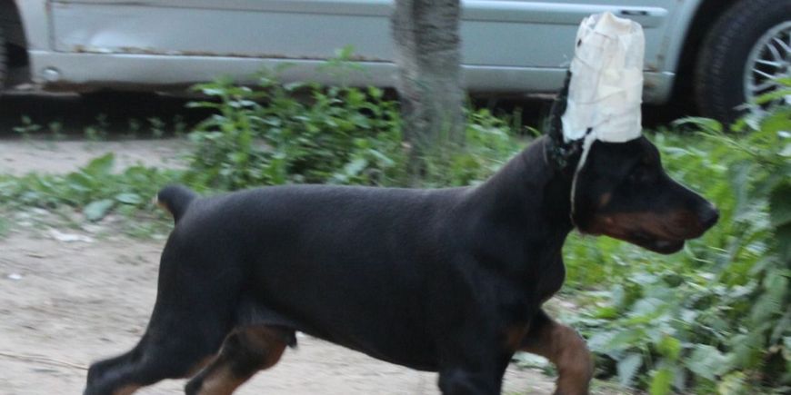 Купирование: фантомные боли у собак