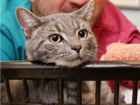 Чудо: котенок в Англии выжил после стирки в машине при 60 С - Домашние питомцы ... - «Дом»