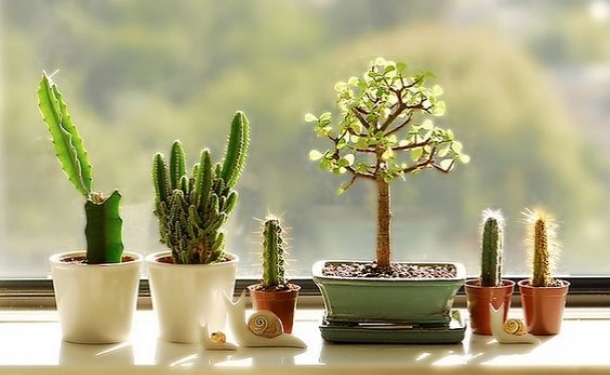 Растения в доме: 50 идей, как необычно разместить кактусы и суккуленты