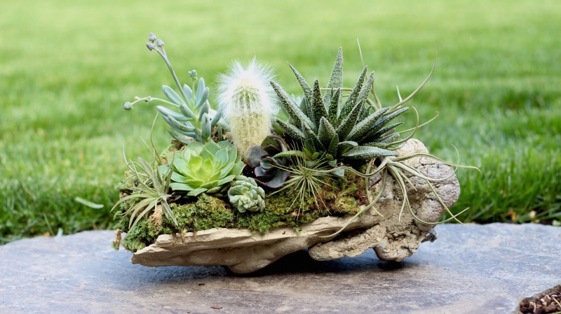 Rock Planter w/ Succulents, Air Plants & Cacti  - «Видео советы»