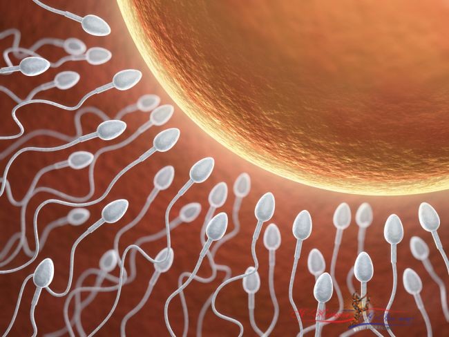 8 необычных фактов о сперме