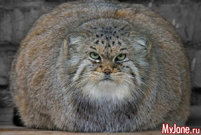 Кошка, которая гуляет сама по себе - «Стиль жизни»