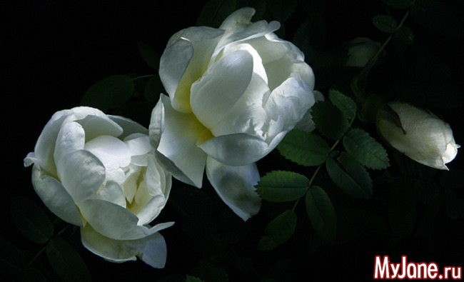 Цветы ночи: ноктюрн в лунных тонах - «Стиль жизни»