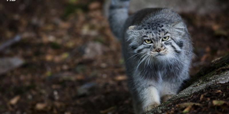 Кошка, которая гуляет сама по себе - «Стиль жизни»