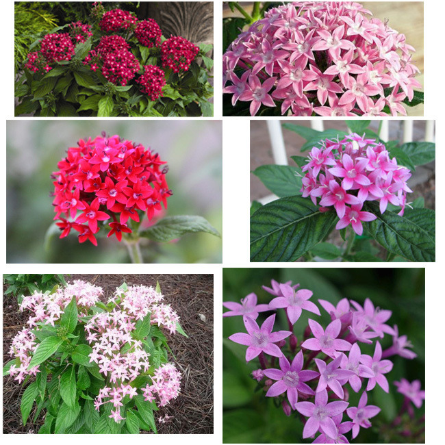 Египетские звезды - «Стиль жизни»