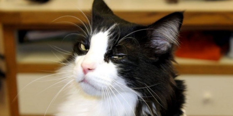 Домашние питомцы - это всегда весело - «Стиль жизни»