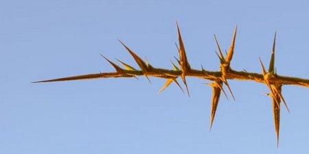 Семья мутантов не чувствует боли - «Здоровье»