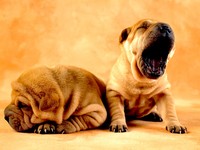 Интернет-пользователи восхитились 21-летней дочерью Антонио Бандераса - «Психология»