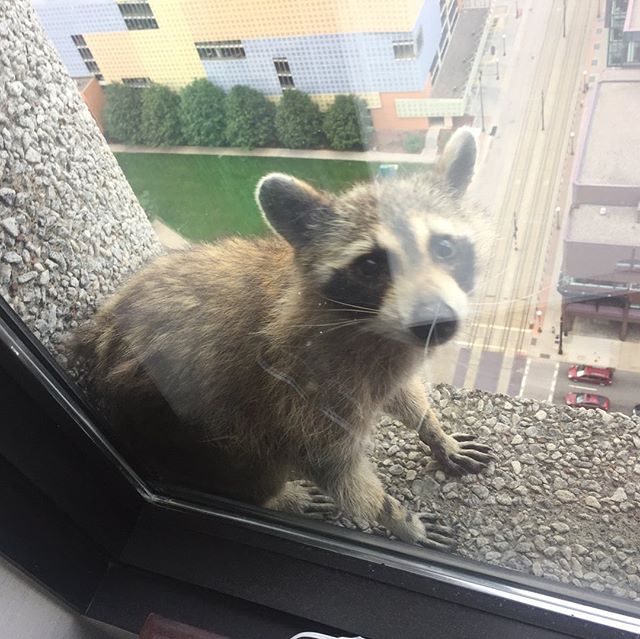 «Занесла же нелегкая»: енот за несколько часов покорил небоскреб в США - «Домашние Питомцы»