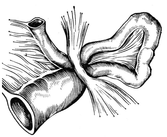 Столичные врачи вернули 99-летнему пациенту способность принимать пищу - «Я и Здоровье»