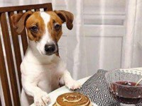 В сети раскритиковали IKEA за сравнение женщины с собакой - «Про жизнь»