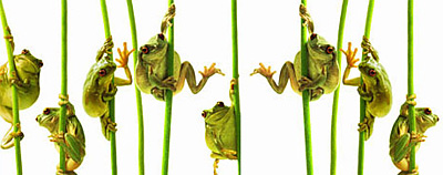 Посвящение Царевны-Лягушки - «ЗДОРОВЬЕ»