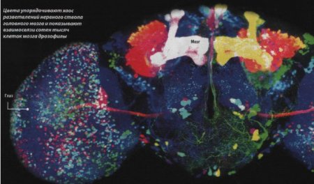 Ученые раскрасили мозг дрозофилы - «Новости медицины»