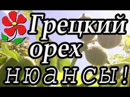 Отвечаю на ваши вопросы, рассказываю подробно! Самое неприхотливое дерево вашего сада: Грецкий орех!  - «Видео советы»