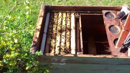 Пчелы - от покупки до сильной пчелосемьи (часть 4)  - «Видео советы»