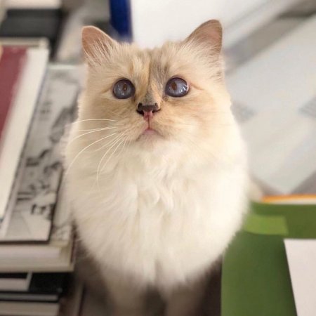 Кошка Шупетт выпустила капсульную коллекцию в память о Карле Лагерфельде - «Красота»